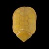 AHB Series 3 - Big-headed Turtle (Yellow) – Platysternon megacephalum | Turtle