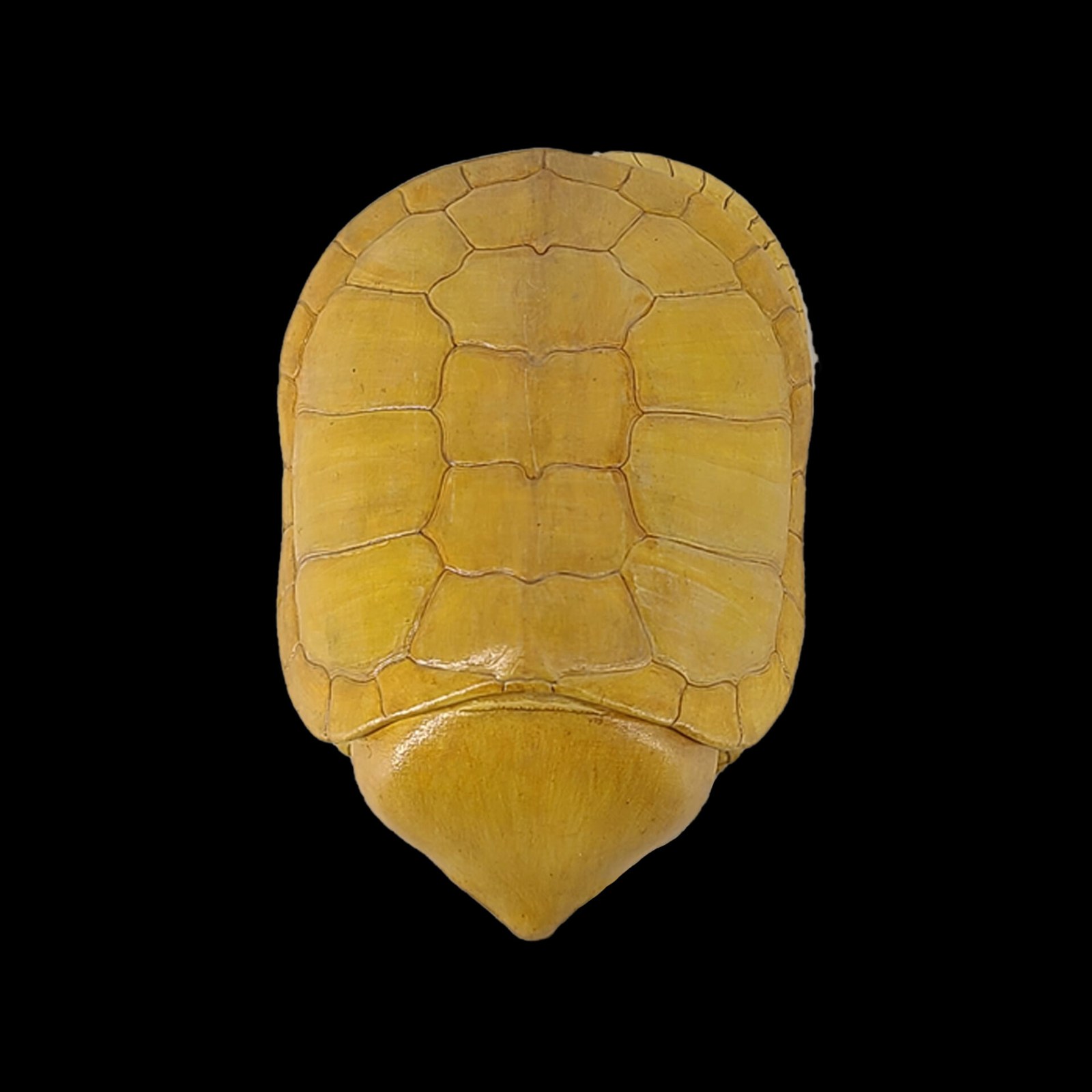 AHB Series 3 - Big-headed Turtle (Yellow) – Platysternon megacephalum | Turtle