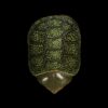 未标题-1_0005_图层-4-a280206a AHB Series 3 - Big-headed Turtle (Green) – Platysternon megacephalum | Turtle