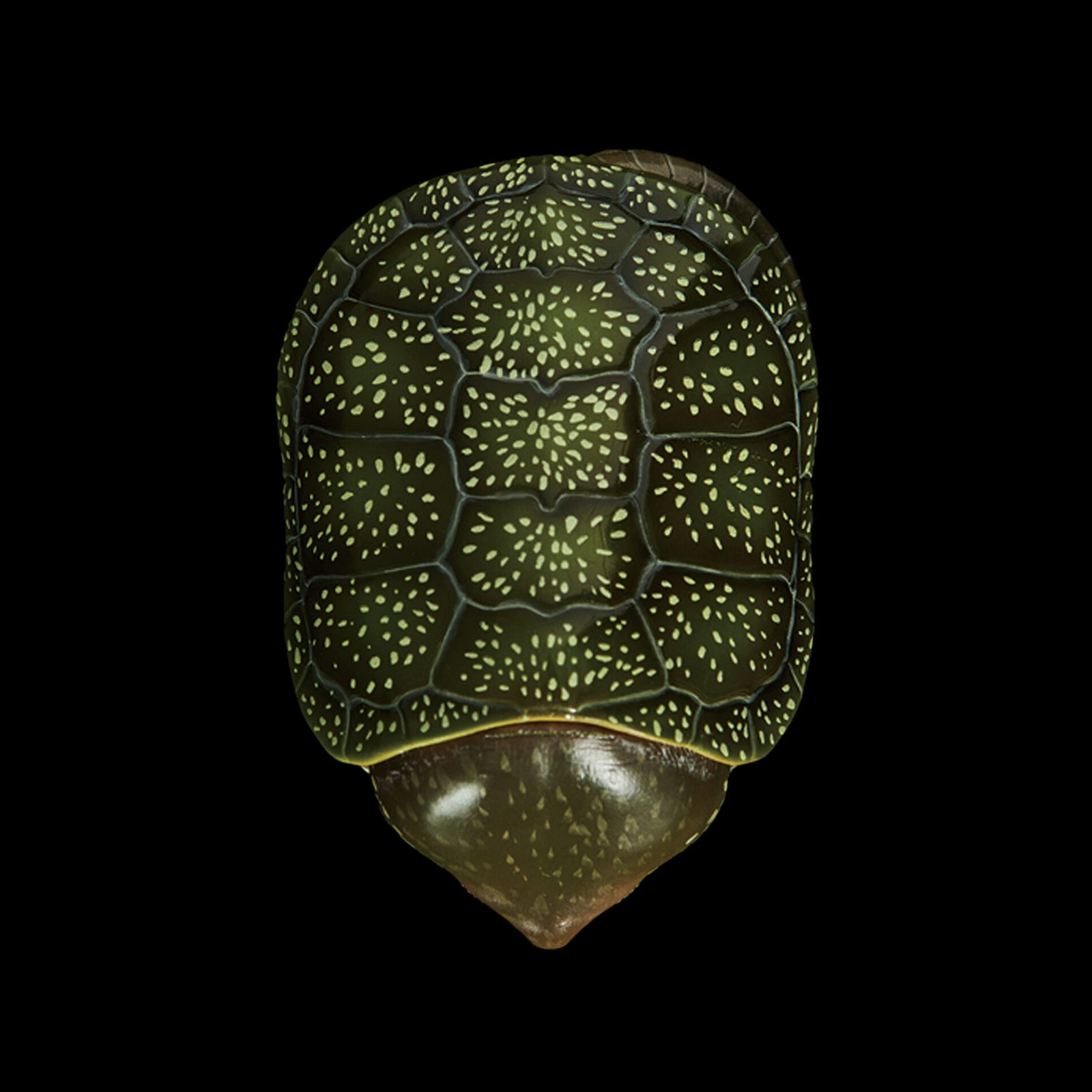 未标题-1_0005_图层-4-a280206a AHB Series 3 - Big-headed Turtle (Green) – Platysternon megacephalum | Turtle