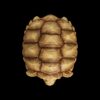 AHB Series 3 - African Spurred Tortoise (Female) – Centrochelys sulcata | Turtle
