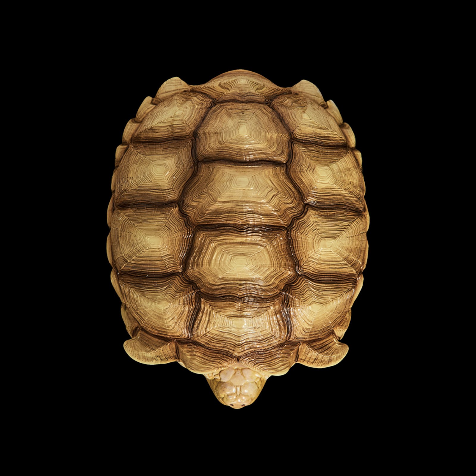 AHB Series 3 - African Spurred Tortoise (Female) – Centrochelys sulcata | Turtle