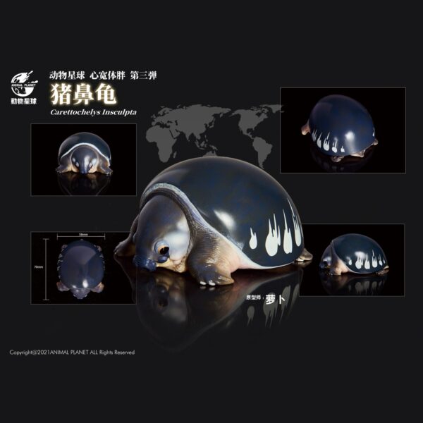 AHB Series 3 - Pig-Nosed Turtle – Carettochelys insculpta | Turtle
