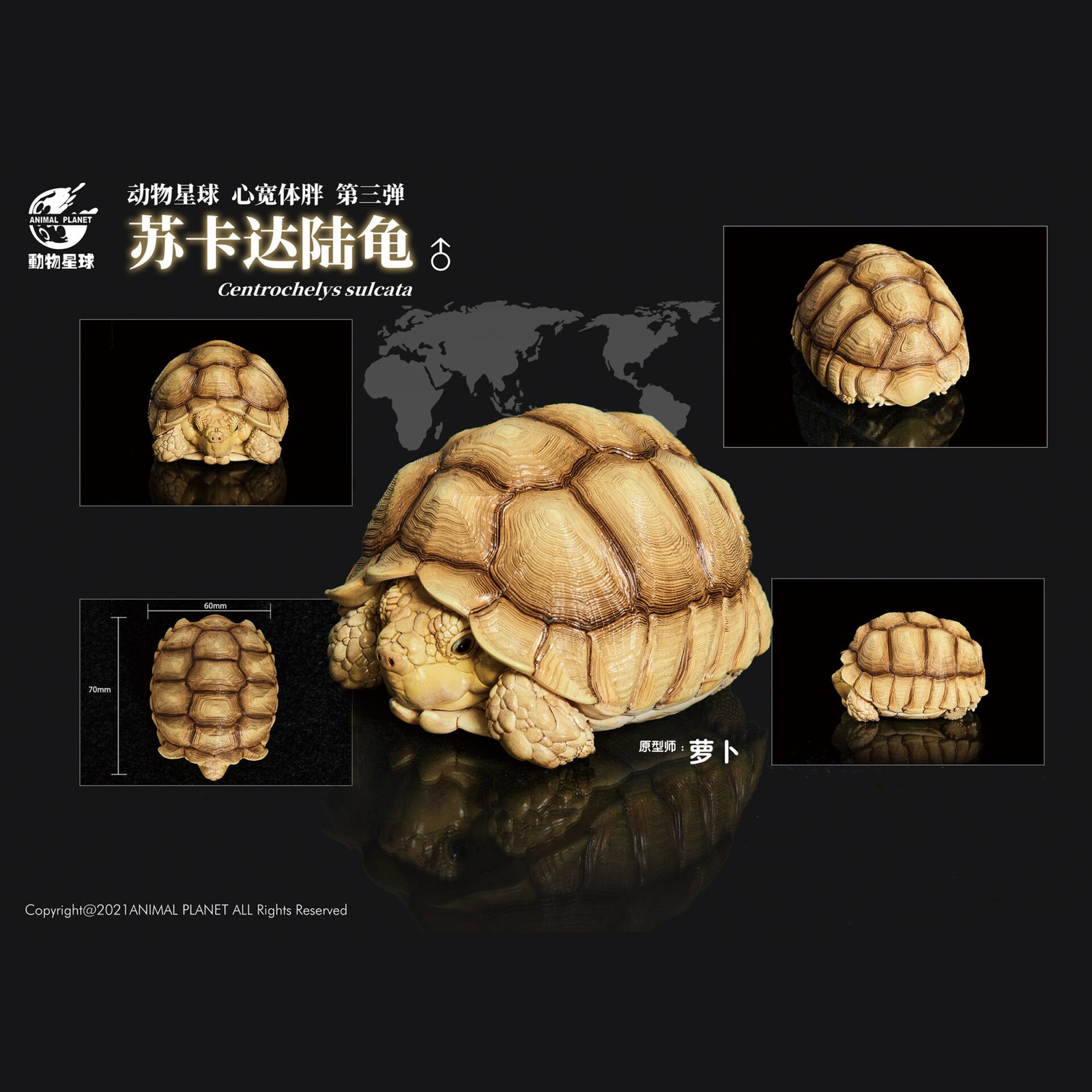 AHB Series 3 - African Spurred Tortoise (Male) – Centrochelys sulcata | Turtle