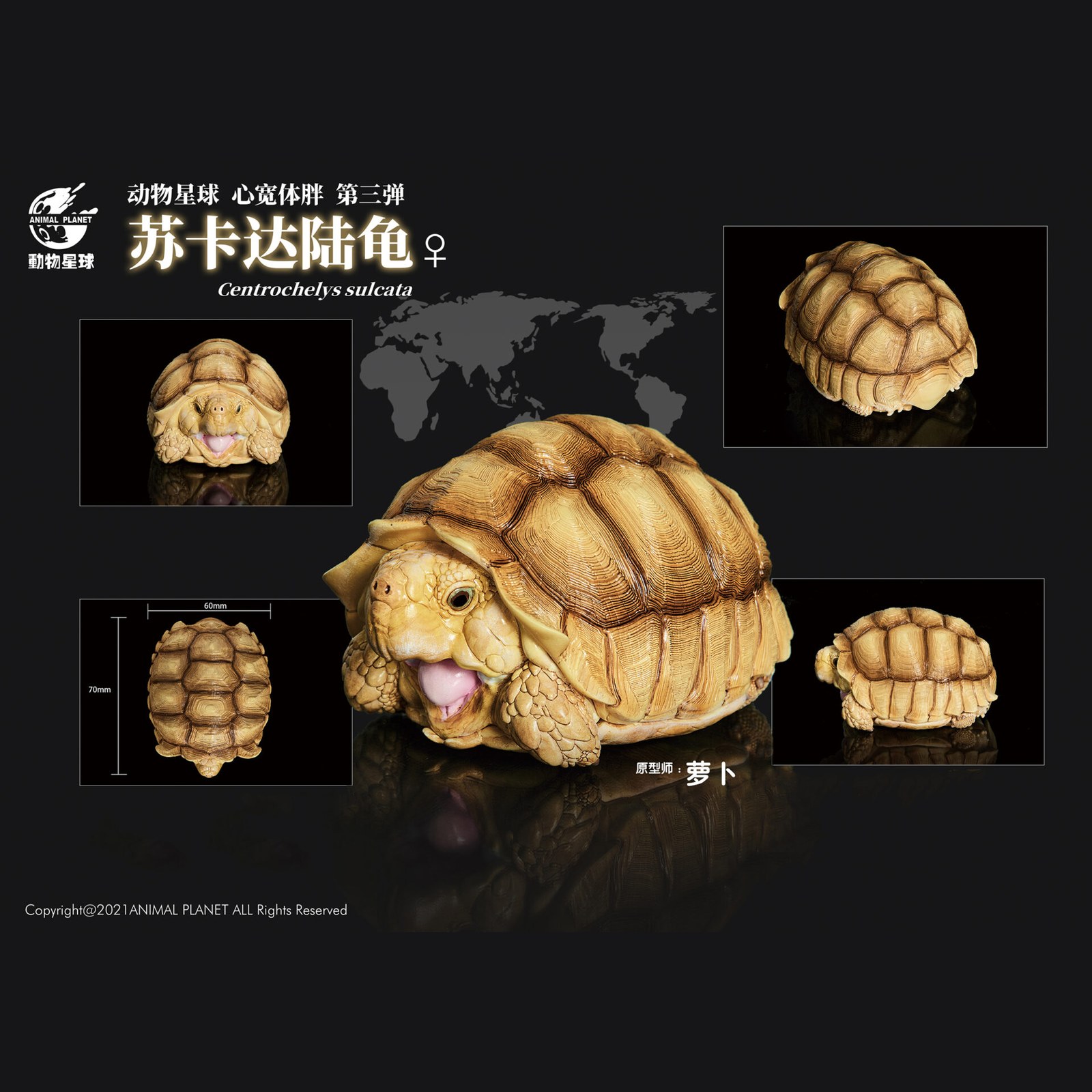 AHB Series 3 - African Spurred Tortoise (Female) – Centrochelys sulcata | Turtle