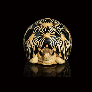 AHB Series 3 - Radiated Tortoise – Astrochelys radiata | Turtle