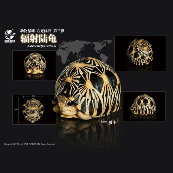 辐射_01-fc9f1e1b AHB Series 3 - Radiated Tortoise – Astrochelys radiata | Turtle