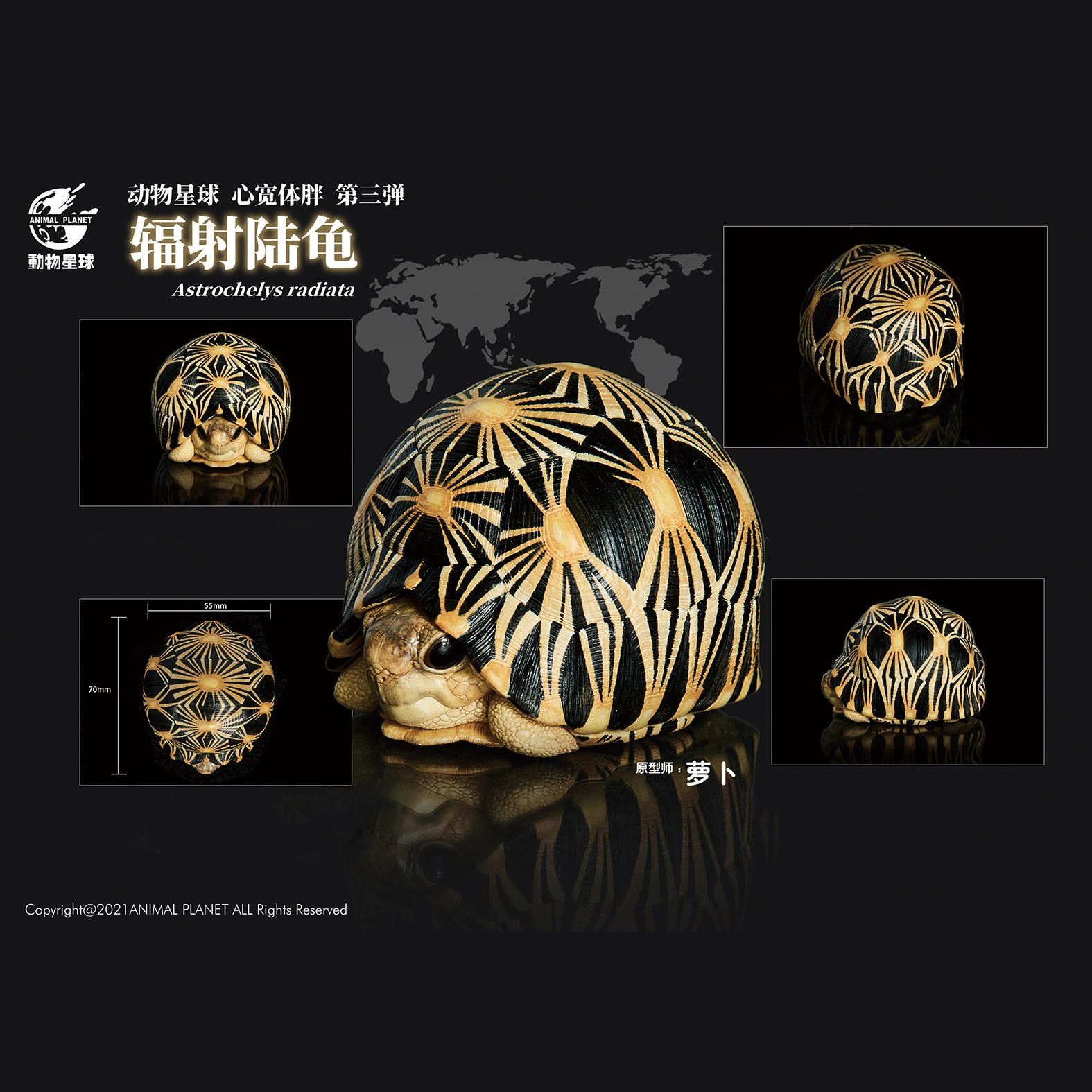 AHB Series 3 - Radiated Tortoise – Astrochelys radiata | Turtle