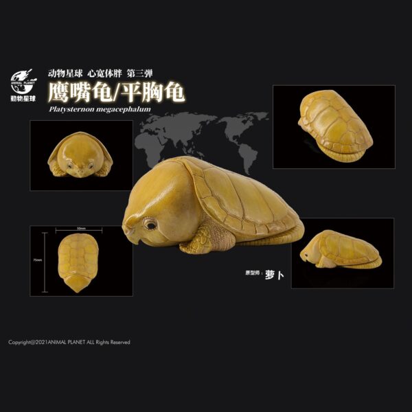黄化平胸龟_01-a0606e54 AHB Series 3 - Big-headed Turtle (Yellow) – Platysternon megacephalum | Turtle