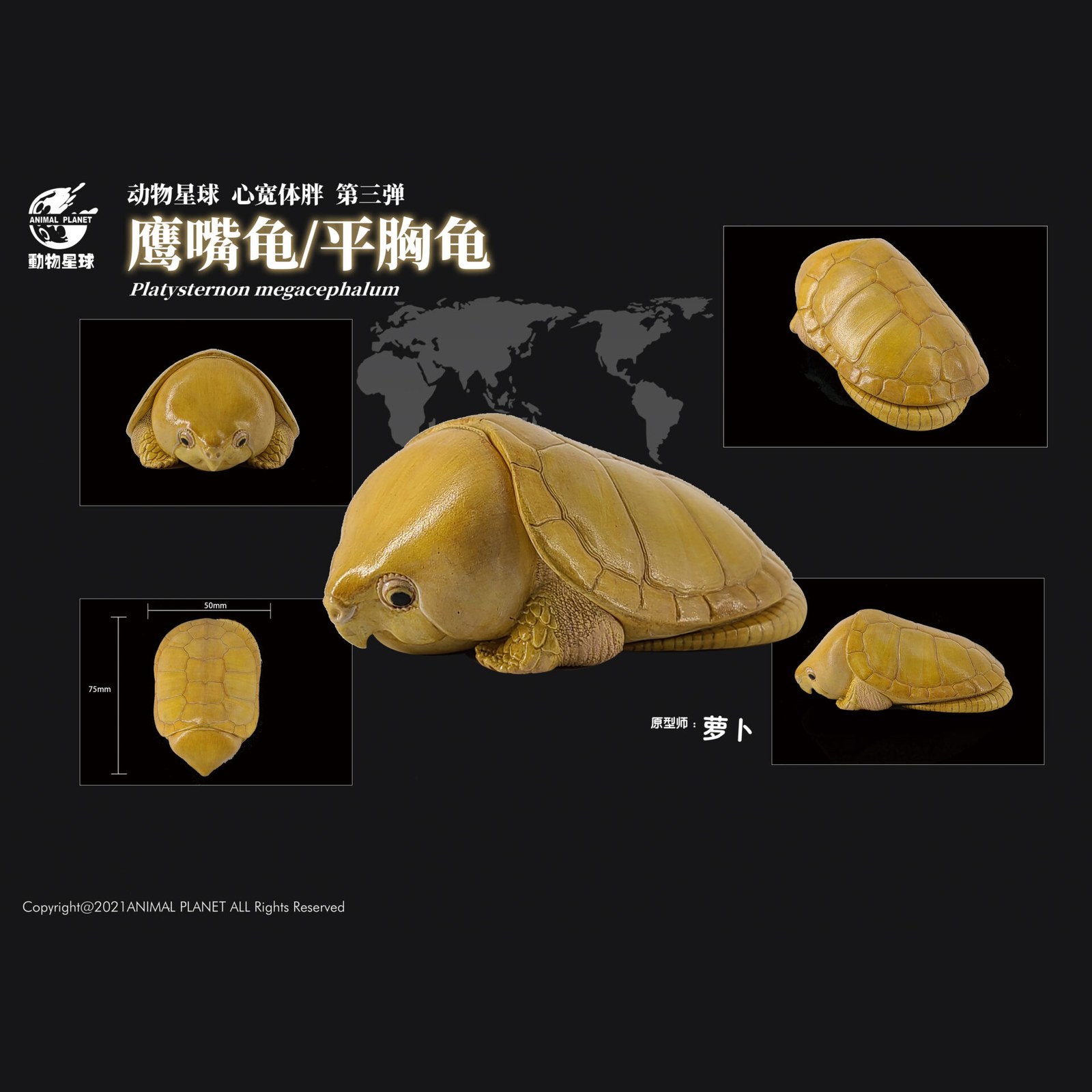 AHB Series 3 - Big-headed Turtle (Yellow) – Platysternon megacephalum | Turtle