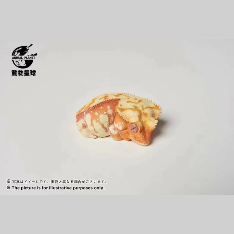 AHB Series 2 - Crested Gecko (Red Cream) – Rhacodactylus ciliatus | Gecko