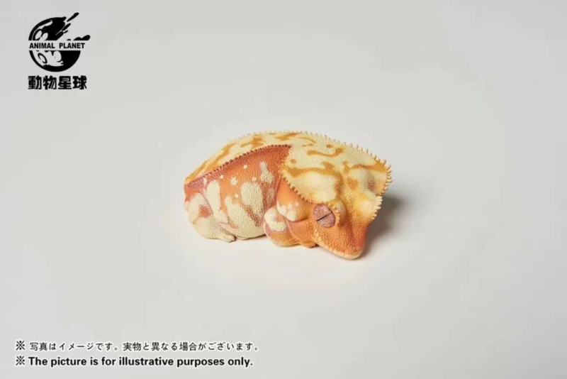 Crested Gecko (Red Cream)