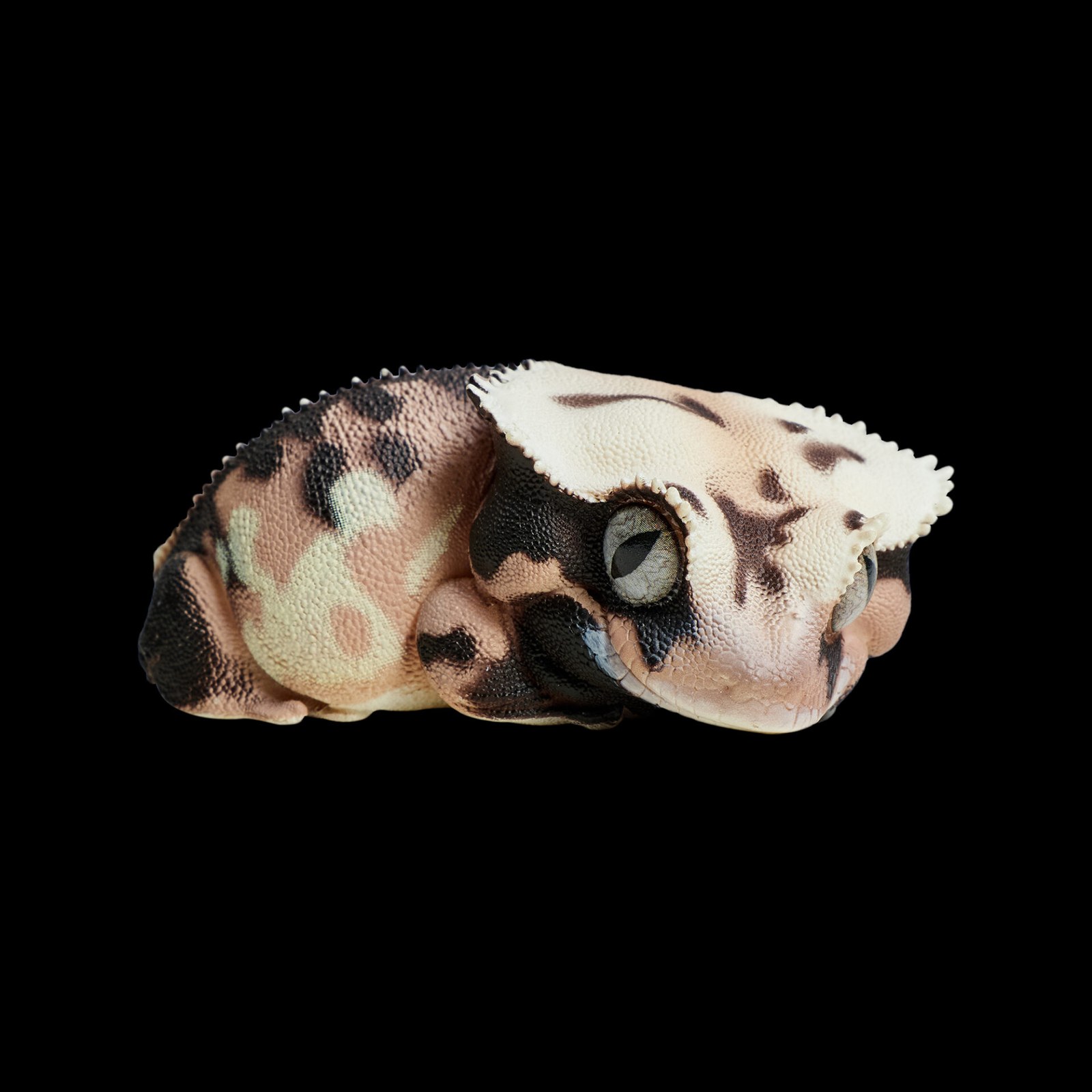 AHB-V2-02-01-88e29a14 AHB Series 2 - Crested Gecko (Lily White) – Rhacodactylus ciliatus | Gecko