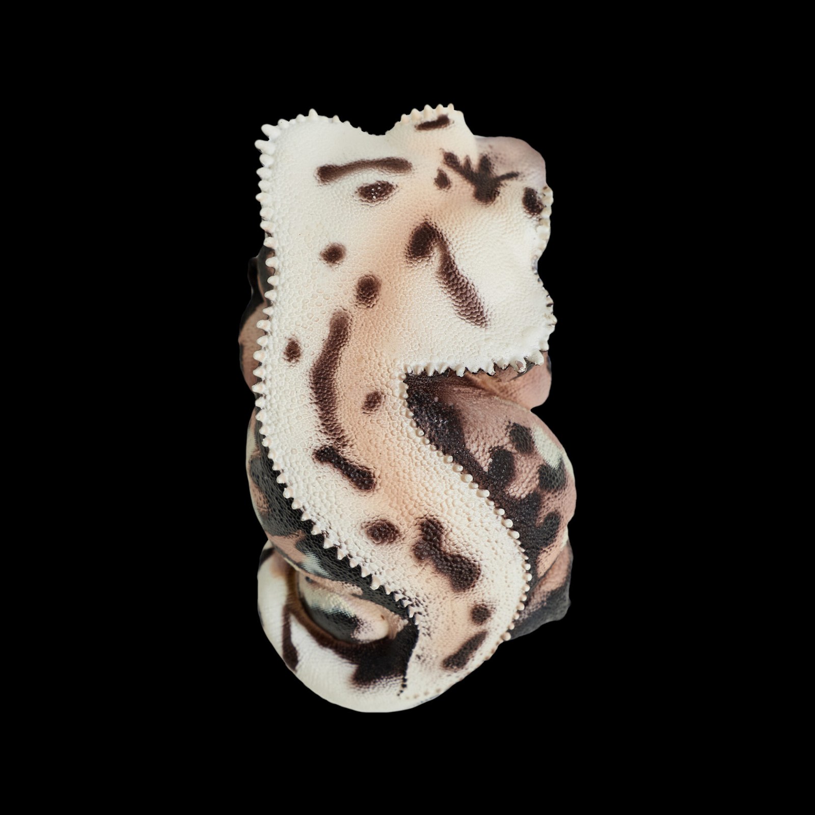 AHB-V2-02-02-9b512e91 AHB Series 2 - Crested Gecko (Lily White) – Rhacodactylus ciliatus | Gecko