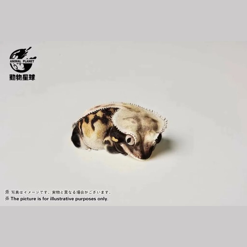 AHB Series 2 - Crested Gecko (Lily White) – Rhacodactylus ciliatus | Gecko