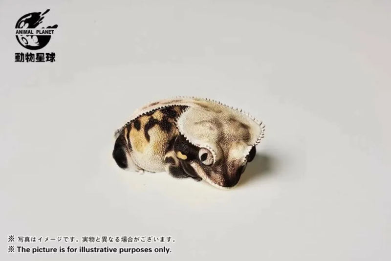 Crested Gecko (Lily White)