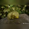 AHB Series 2 - Giant Gecko (Leachie) – Rhacodactylus leachianus | Gecko