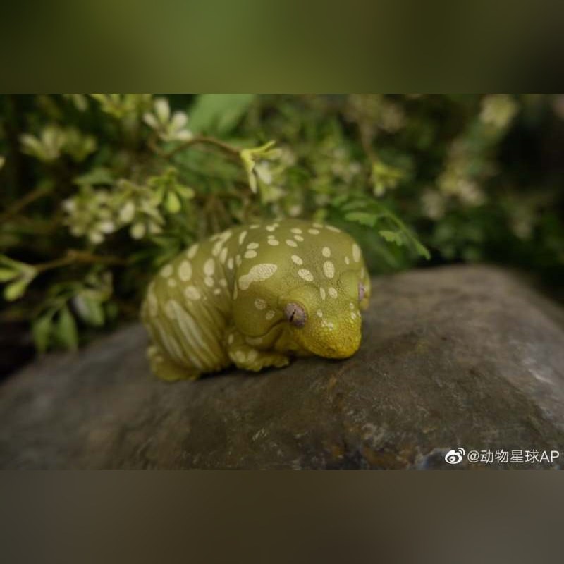 AHB Series 2 - Giant Gecko (Leachie) – Rhacodactylus leachianus | Gecko