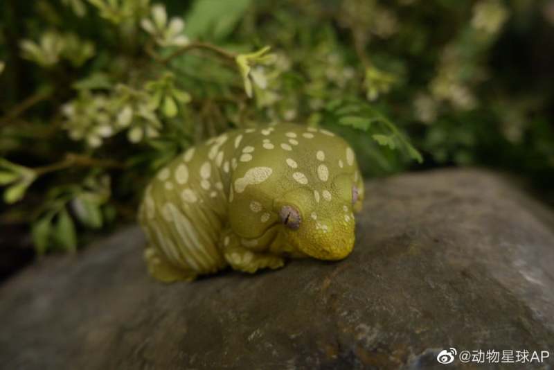 Giant Gecko (Leachie)