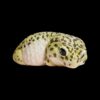 AHB Series 2 - Leopard Gecko – Eublepharis macularius | Gecko