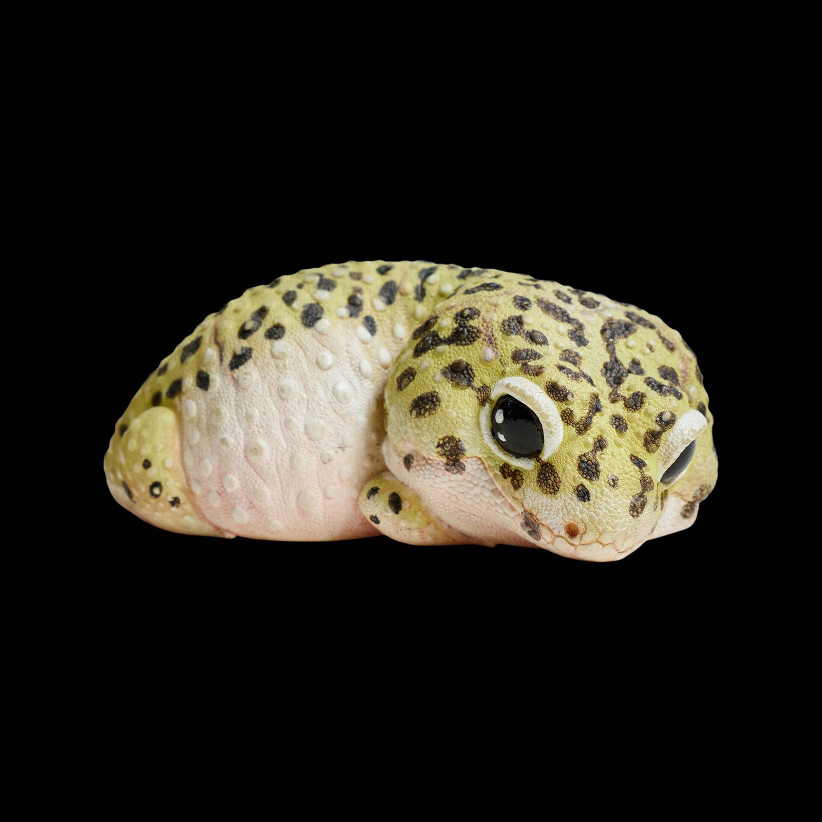 AHB Series 2 - Leopard Gecko – Eublepharis macularius | Gecko