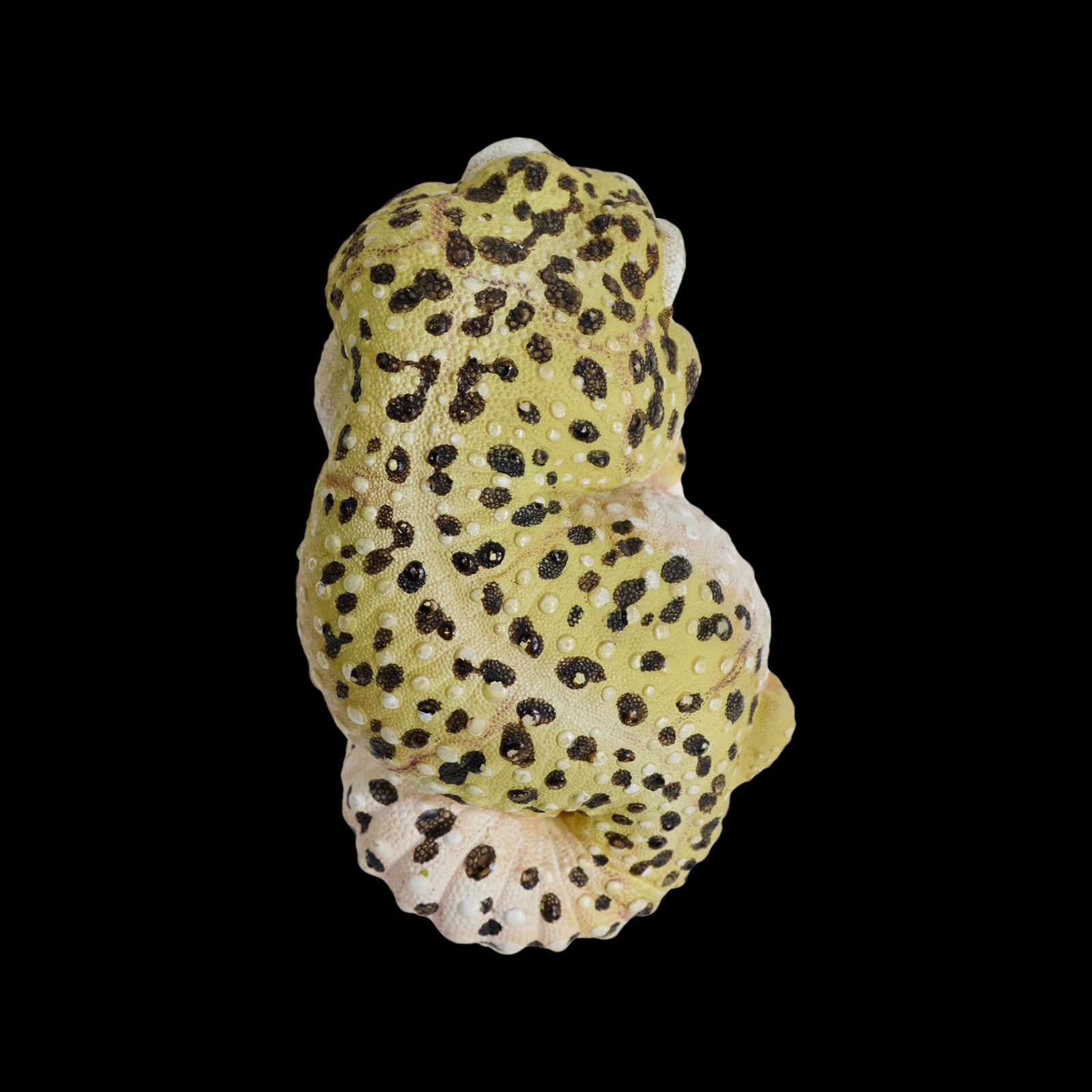 AHB Series 2 - Leopard Gecko – Eublepharis macularius | Gecko