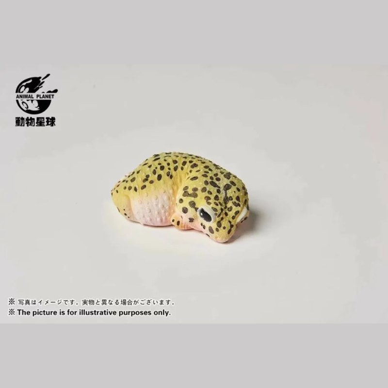AHB Series 2 - Leopard Gecko – Eublepharis macularius | Gecko