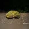 AHB Series 2 - Leopard Gecko – Eublepharis macularius | Gecko