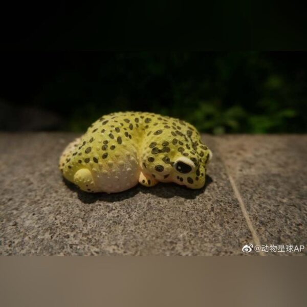 AHB Series 2 - Leopard Gecko – Eublepharis macularius | Gecko
