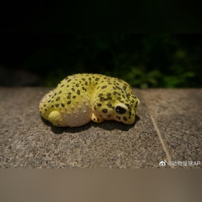 AHB Series 2 - Leopard Gecko – Eublepharis macularius | Gecko