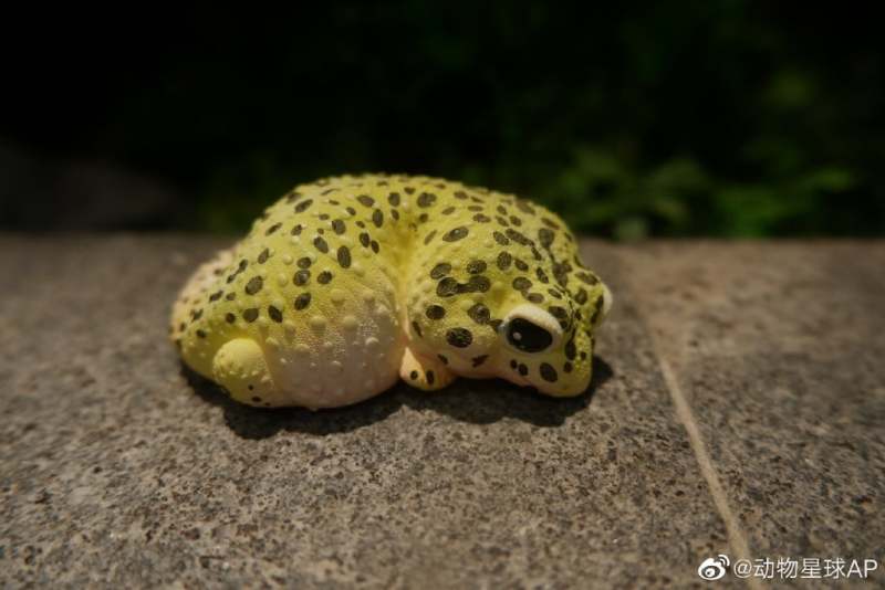 Leopard Gecko