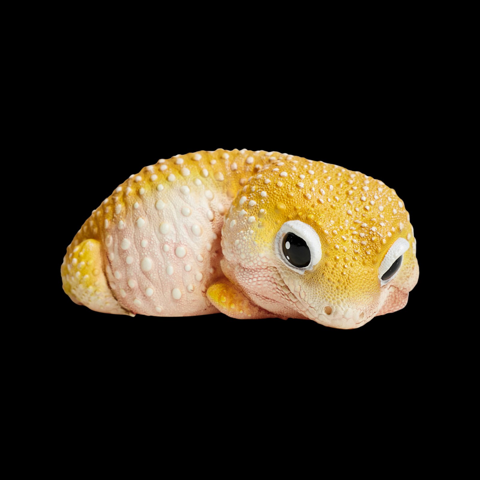 AHB Series 2 - Leopard Gecko (Tangerine) – Eublepharis macularius | Gecko