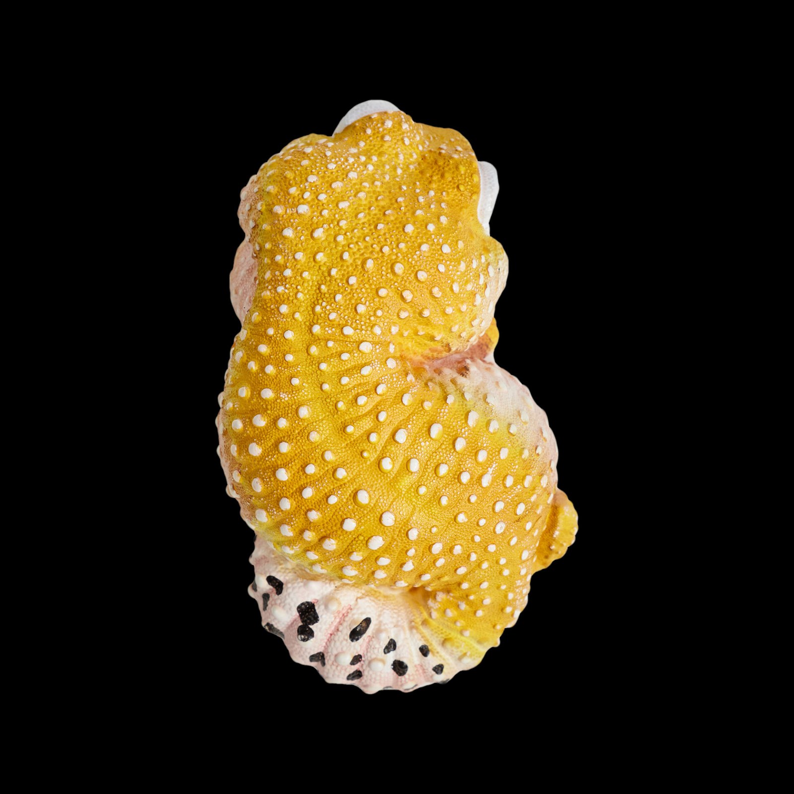 AHB Series 2 - Leopard Gecko (Tangerine) – Eublepharis macularius | Gecko