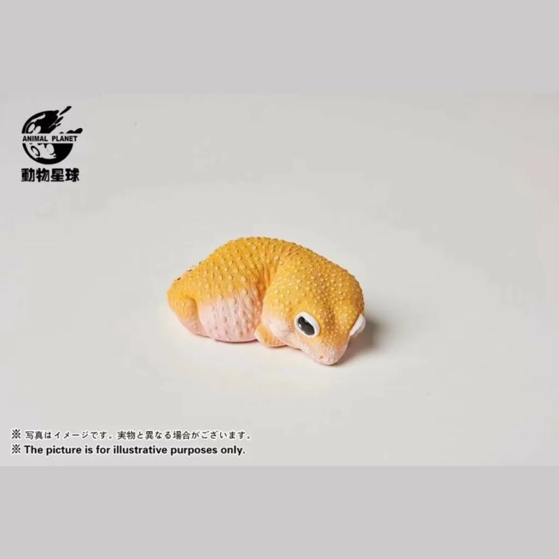 AHB Series 2 - Leopard Gecko (Tangerine) – Eublepharis macularius | Gecko