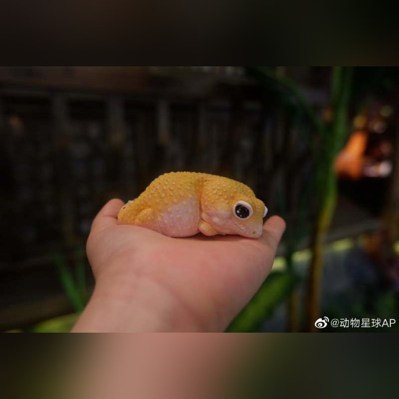 AHB Series 2 - Leopard Gecko (Tangerine) – Eublepharis macularius | Gecko