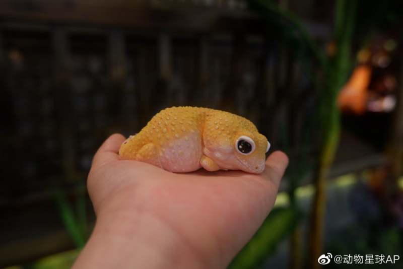 Leopard Gecko (Tangerine)