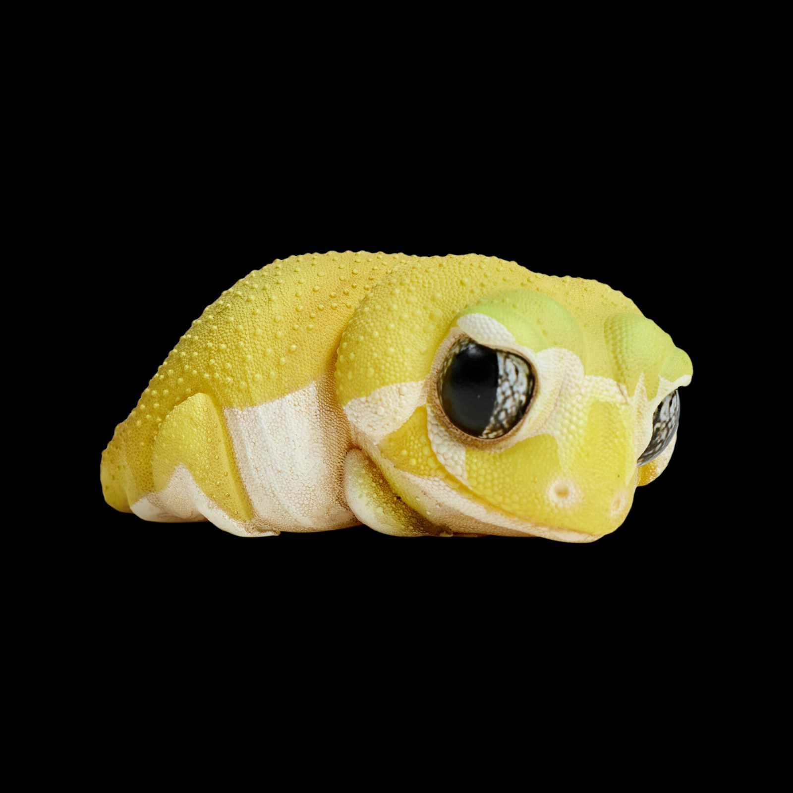 AHB Series 2 - Knob-tailed Gecko (Patternless) – Nephrurus levis pilbarensis | Gecko