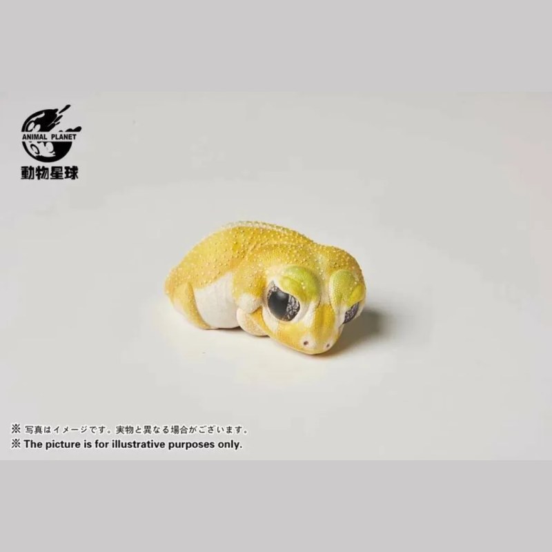 AHB Series 2 - Knob-tailed Gecko (Patternless) – Nephrurus levis pilbarensis | Gecko