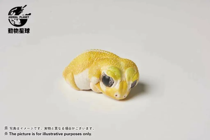 Knob-tailed Gecko (Patternless)