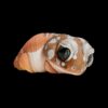 AHB Series 2 - Knob-tailed Gecko – Nephrurus levis pilbarensis | Gecko