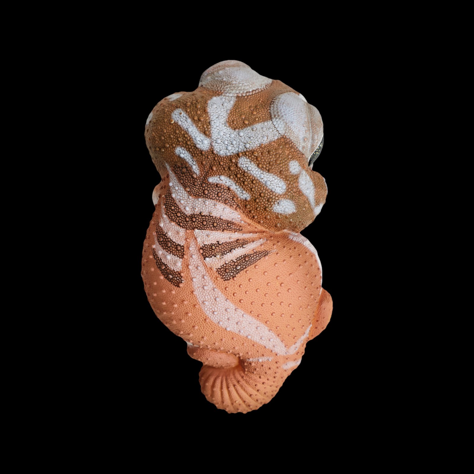 AHB Series 2 - Knob-tailed Gecko – Nephrurus levis pilbarensis | Gecko