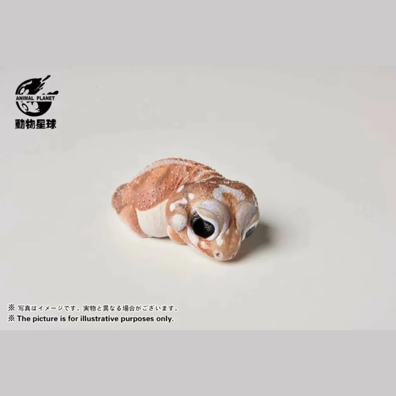 AHB Series 2 - Knob-tailed Gecko – Nephrurus levis pilbarensis | Gecko