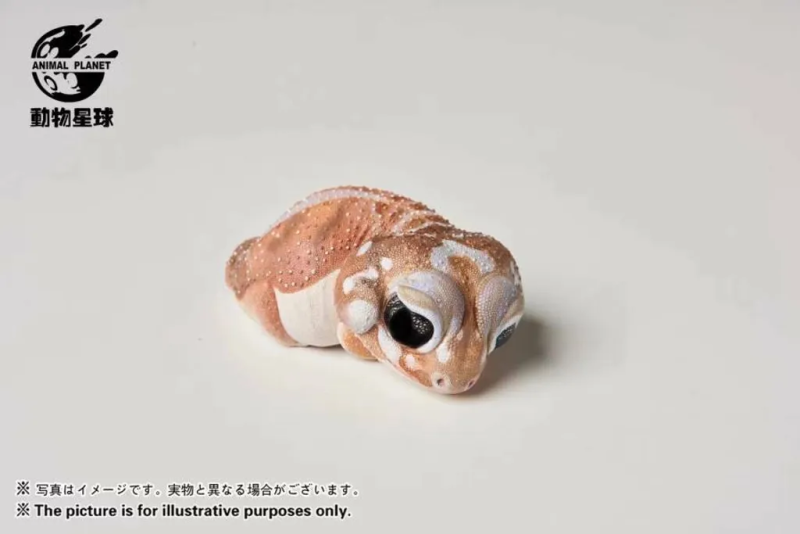 Knob-tailed Gecko