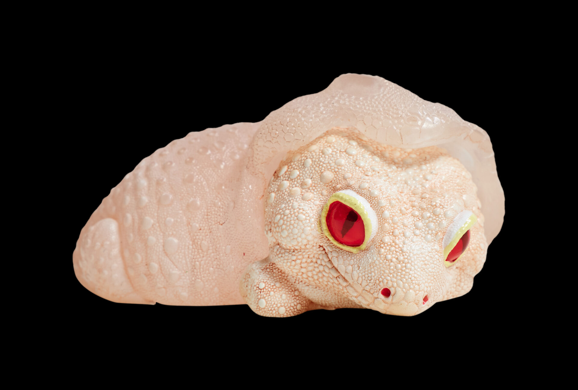 Leopard Gecko (Shedding)