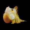 AHB Series 16 - Green Iguana – Iguana iguana | Lizard