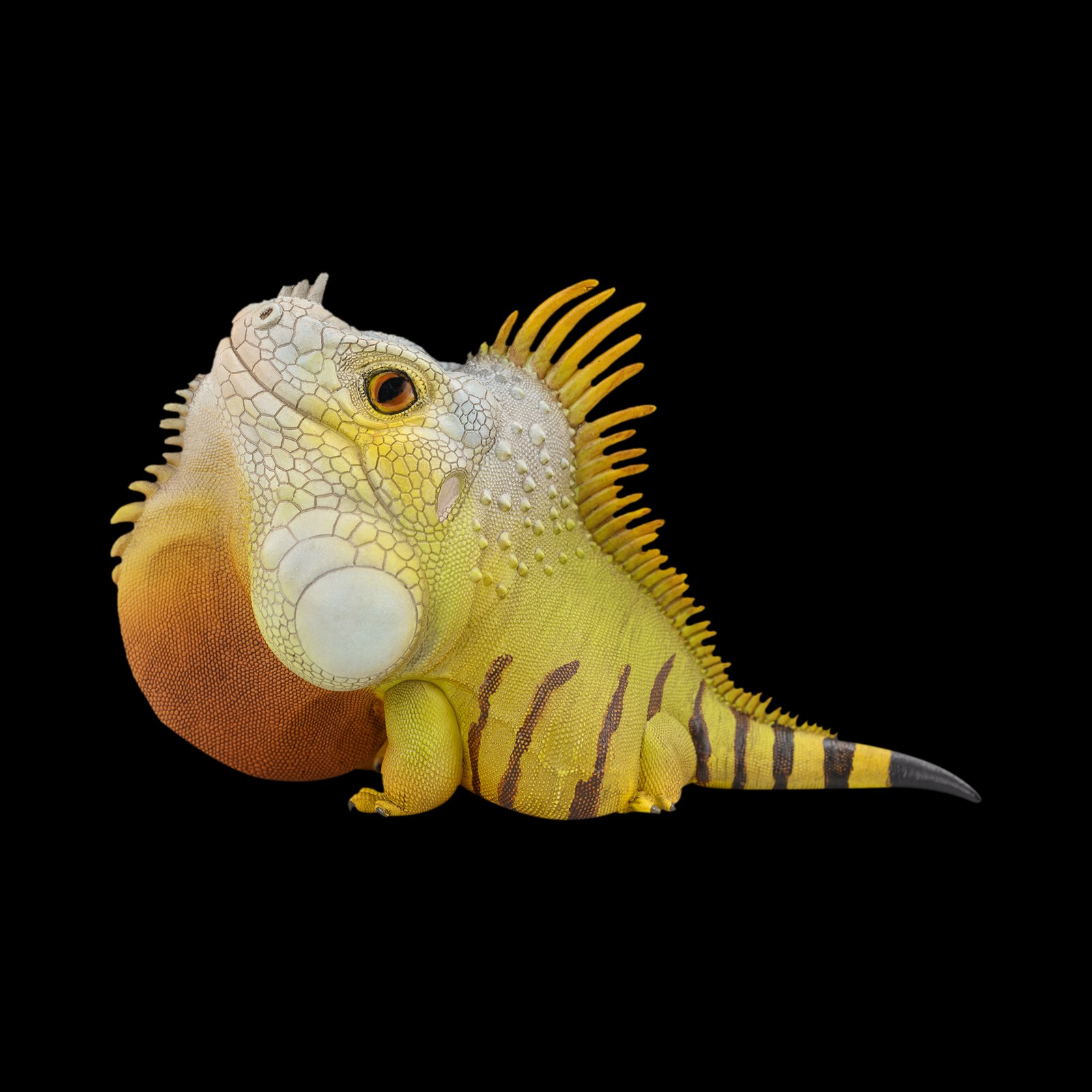 AHB Series 16 - Green Iguana – Iguana iguana | Lizard