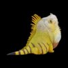AHB Series 16 - Green Iguana – Iguana iguana | Lizard