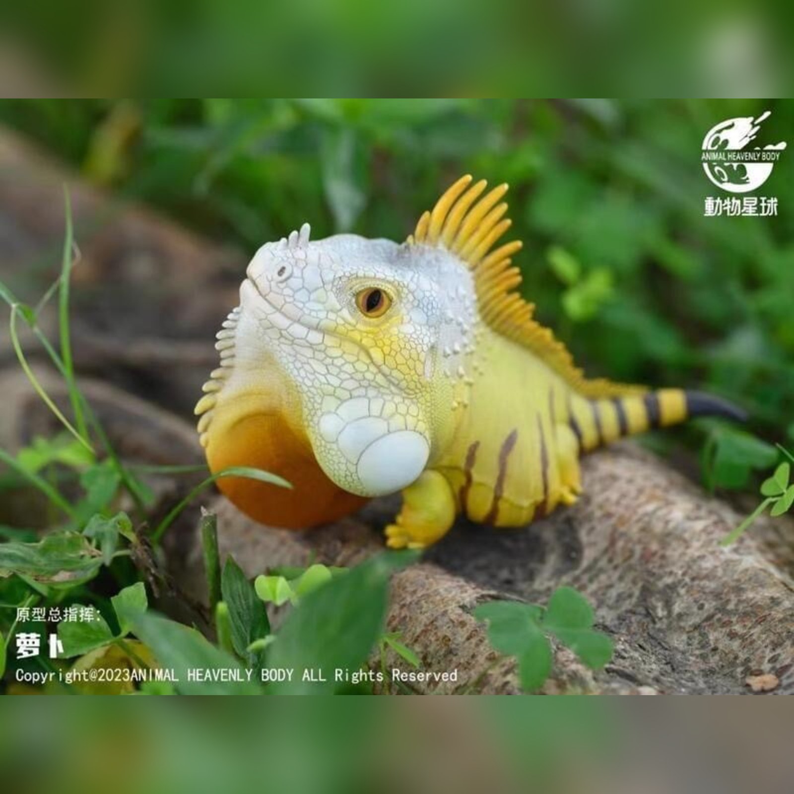 AHB Series 16 - Green Iguana – Iguana iguana | Lizard