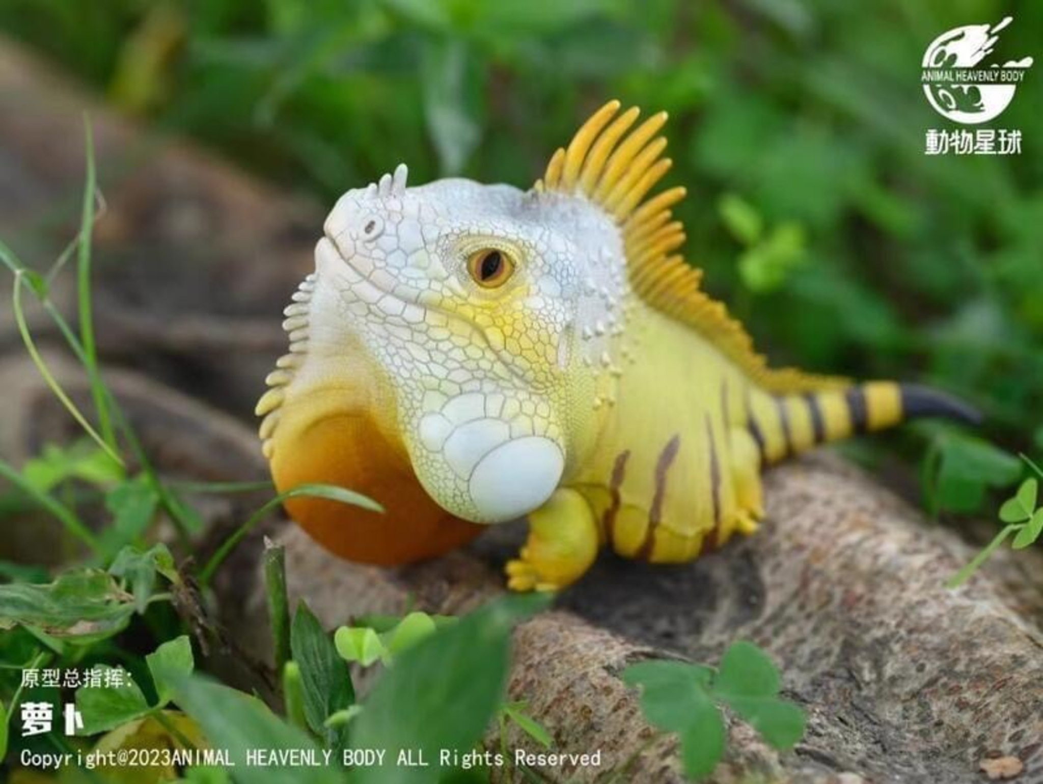 Green Iguana
