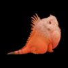 AHB-V16-02_04-60ed5f1f AHB Series 16 - Green Iguana (Red Albino) – Iguana iguana | Lizard